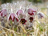 25日：見ごろとなったオキナグサの花