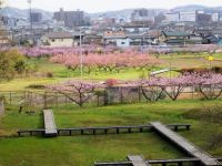 12日：満開のモモ畑（湿地エリア展望台より倉敷市街地方面を望む）