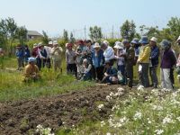 26日：植物園を楽しむ会61「浅葱の色々を楽しむ」