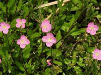 1日：熱帯アメリカ原産の外来植物 ユウゲショウの花