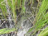 7日：温室エリアの池に侵入したアイオオアカウキクサ（雑種アゾラ）と思われるもの