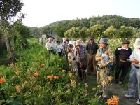 15日：植物園を楽しむ会64「夏宵の忘れ草を楽しむ」ヤブカンゾウを観察