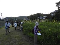 15日：植物園を楽しむ会64「夏宵の忘れ草を楽しむ」咲き乱れるユウスゲの観察