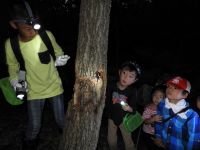 29日：「ひかりにあつまれ！夜の昆虫観察会」アベマキの樹液に来ていたカブトムシ 