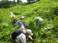1日：「夏の草原保全と観察会」サクラソウ自生地の草刈り作業の様子