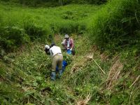 1日：「夏の草原保全と観察会」サクラソウ自生地の草刈り作業の様子