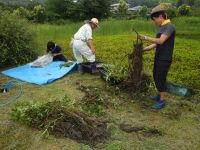 12日：温室エリア池のミツガシワの掘り上げ