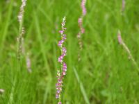 5日：湿地エリアのネジバナの花