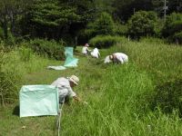 16日：オキナグサ植栽地の草取りをするボランティアの方々