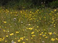 12日：湿地一面を黄色に染めるスイランの花