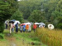 29日：植物園を楽しむ会67（織りなす草錦を楽しむ）池の中のヒメガマの観察中