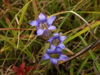 4日：秋の終わりを告げる、リンドウの花