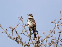 14日：冬鳥の飛来（ゴマギの枝にとまったツグミ）