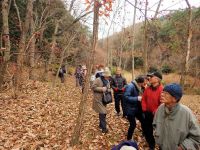 16日：植物園を楽しむ会69「落葉敷く冬木立を楽しむ」