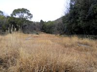 18日：草刈り前の湿地の様子