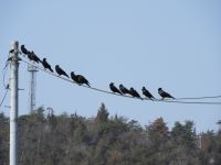 20日：電線に並ぶハシブトガラス