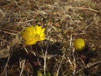 18日：フクジュソウ（福寿海）の開花
