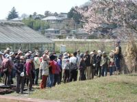 24日：植物園を楽しむ会「筆の花咲く春を楽しむ」