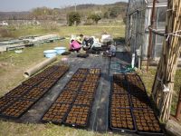 28日：蒜山産ユウスゲ種子の播種作業（フサヒゲルリカミキリの保全事業への協力）