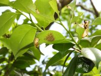 10日：シロノチリツバキに発生したチャドクガ幼虫