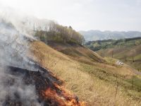 1日：蒜山 サクラソウ自生地 山焼き