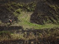 1日：前年の草刈りにより、焼け残ったサクラソウ群落
