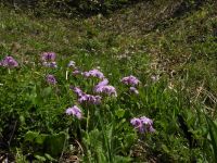 1日：サクラソウの開花（蒜山自生地）