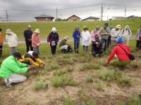 3日：「吉井川・ハマウツボと砂地の生き物観察会」