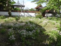 20日：吉備中央町 円城寺の地元産オキナグサ