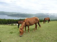 13日：宮崎県串間市 都井岬の岬馬（野生馬）