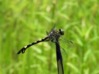 10日：シロノチリツバキに発生したチャドクガ幼虫