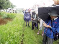 23日：植物園を楽しむ会75「花々のいにしえを楽しむ」（ネジバナの観察中）