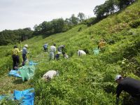 17日：「夏の草原保全と観察会」サクラソウ自生地の草刈り