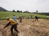 17日：「夏の草原保全と観察会」ユウスゲ育成試験区 草寄せ