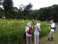 15日：植物園を楽しむ会76「夕闇つつむ山辺を楽しむ」（湿地エリア ユウスゲ植栽地）