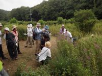 11日：植物園を楽しむ会77（朝露輝く夏草を楽しむ）エゾミソハギを観察する参加者