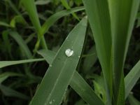 11日：植物園を楽しむ会77（朝露輝く夏草を楽しむ）夏草の上でわずかに見られた朝露