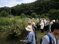 23日：植物園を楽しむ会78（ワレモコウ咲く秋分を楽しむ）絶滅危惧種、イヌハギの観察中