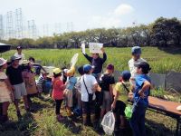 16日：「ミズアオイ観察会」今年はジャンボタニシの食害によりミズアオイは全滅