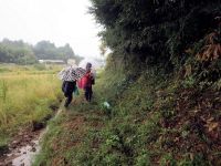 20日：高梁市植物調査（倉敷市立自然史博物館友の会）