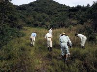 26日：倉敷美しい森 外来食虫植物 駆除活動