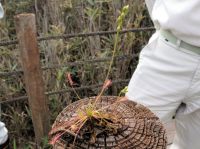 26日：倉敷美しい森 外来食虫植物 駆除活動　特定外来生物 ナガエモウセンゴケ