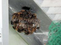 7日：温室内にいつのまにか営巣していたセグロアシナガバチ