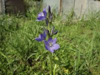 16日：「ミズアオイ観察会」観察用に植物園より提供したミズアオイの花