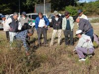 20日：草間台エコミュージアム推進協議会 観察会 ヒメヒゴタイ自生地での観察風景