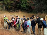 2日：植物園を楽しむ会81（木枯しに咲く花々を楽しむ）枯れ野に見える湿地には、種や実をつけた植物がたくさん。