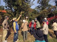 2日：植物園を楽しむ会81（木枯しに咲く花々を楽しむ）花盛り？のハマヒサカキの花の匂いを体感中。