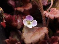 13日：直径5mmの春、イヌノフグリの開花