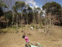 8日：樹木伐採後の片づけをするボランティア