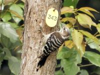 19日：樹木識別用のナンバープレートで遊ぶコゲラ